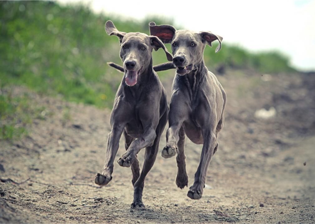 #12. Weimaraner